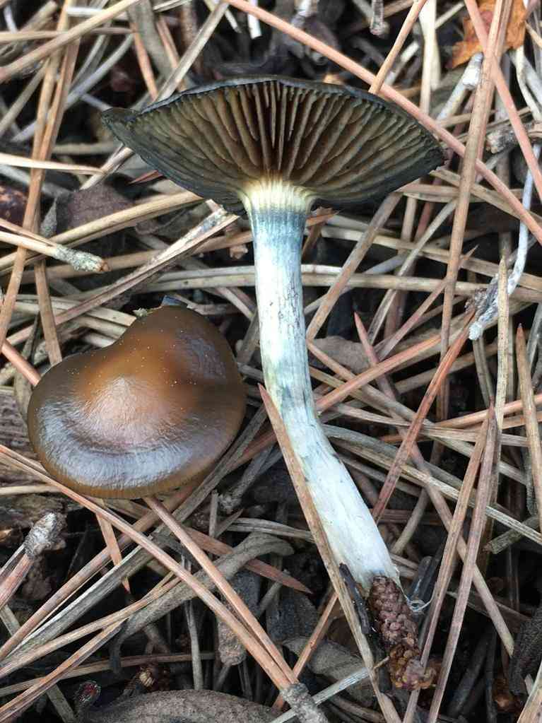 Wavy caps (Psilocybe cyanescens) thumbnail 3