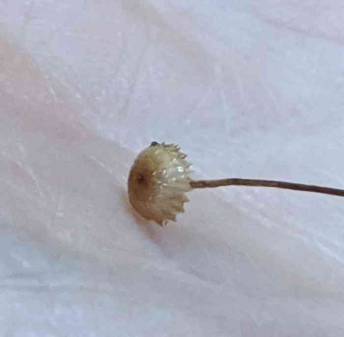 Crinipellis piceae (Crinipellis piceae) thumbnail 2