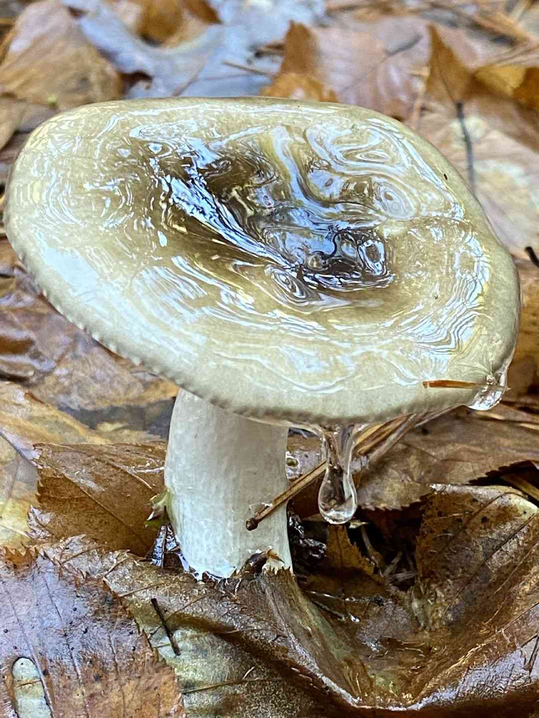 Sooty hygrophorus (Hygrophorus fuligineus) thumbnail 2