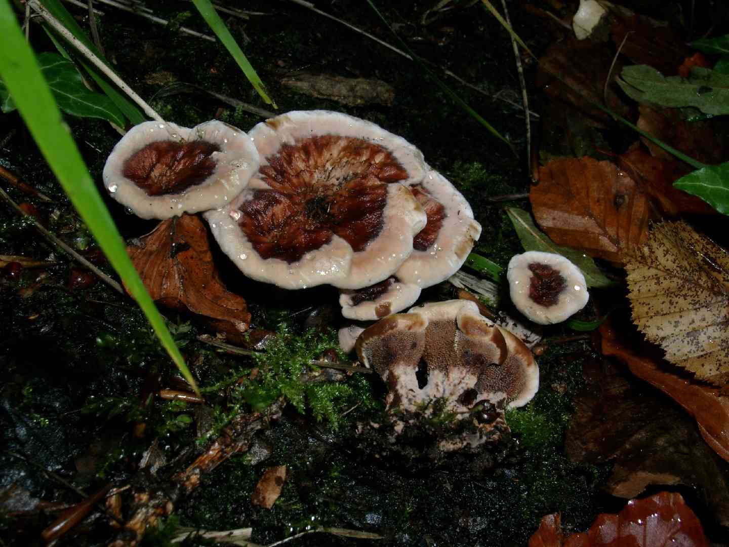 Zoned hydnellum (Hydnellum concrescens) thumbnail 3