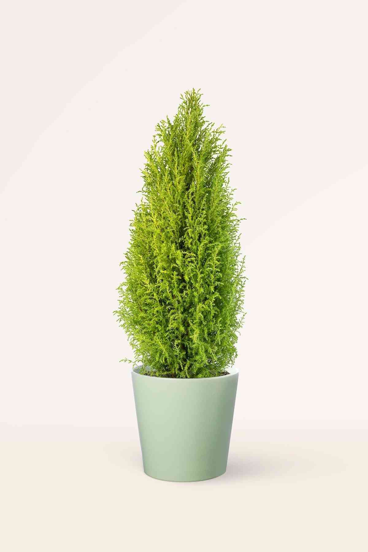 Monterey cypress
