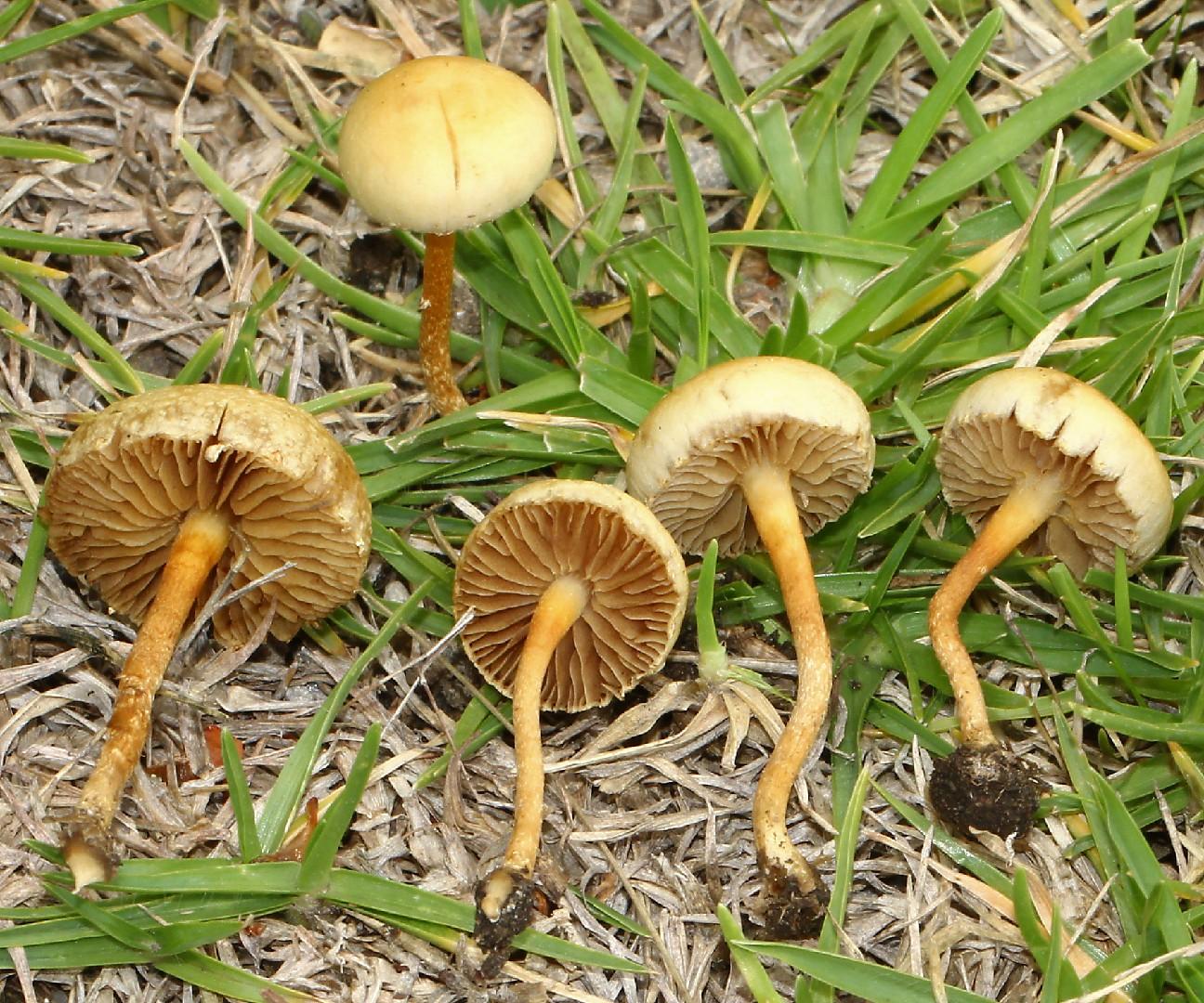 Common fieldcap