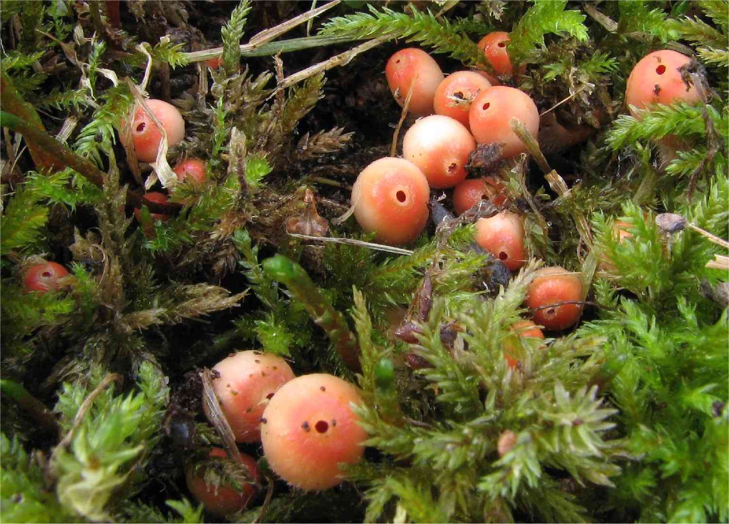 Rosy goblet (Microstoma protractum) thumbnail 3