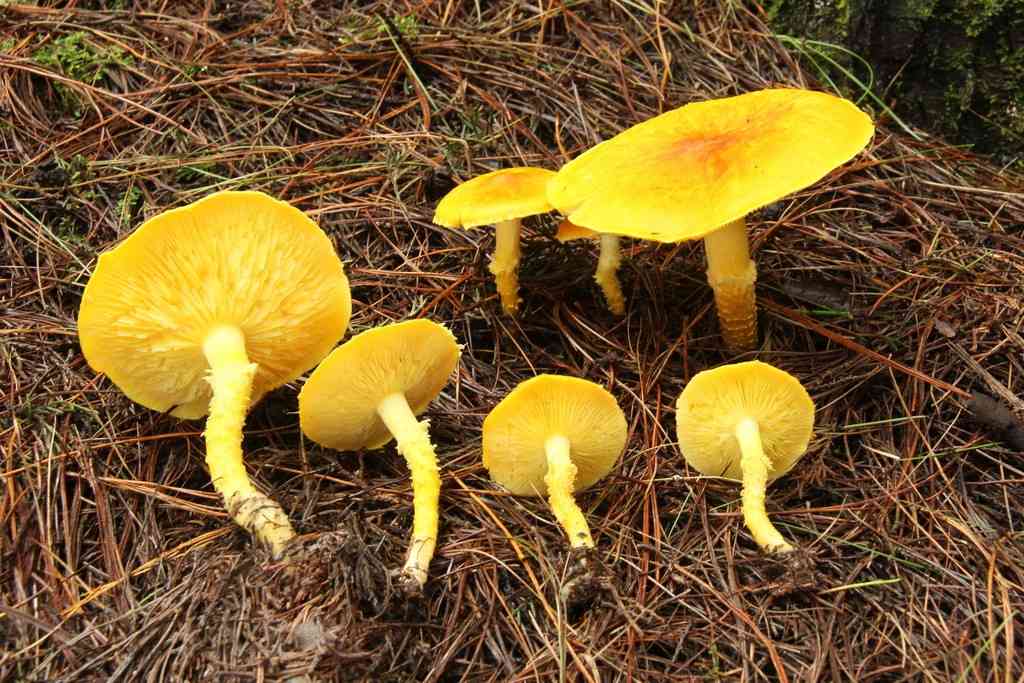 Floccularia luteovirens (Floccularia luteovirens) thumbnail 2