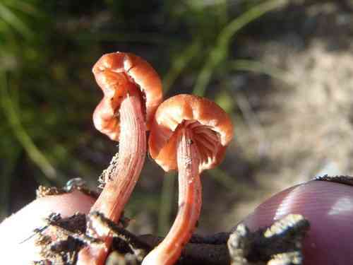 Common laccaria (Laccaria laccata) thumbnail 3