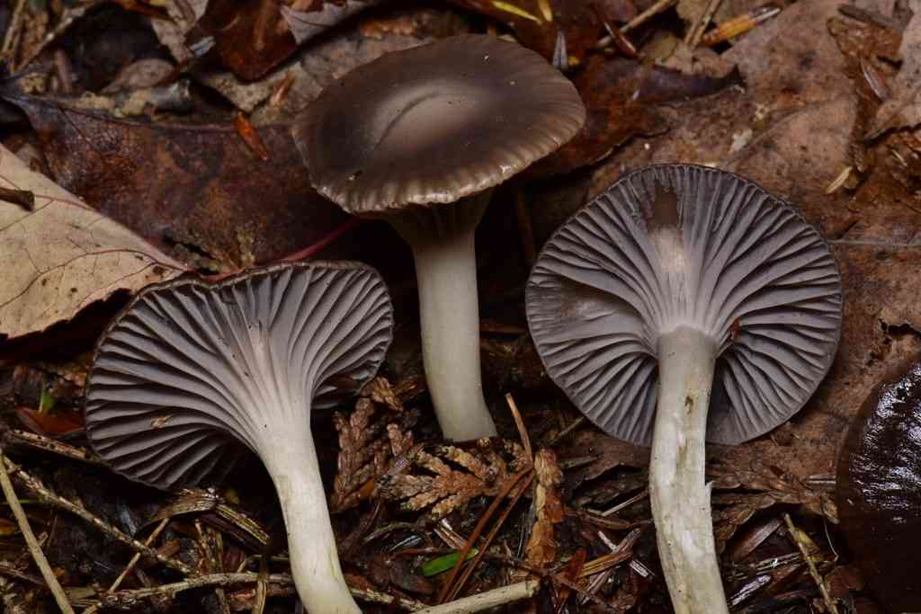 Grey waxcap (Cuphophyllus lacmus) thumbnail 1