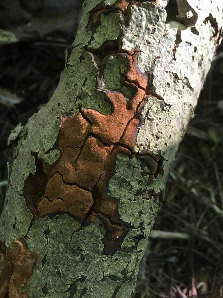 Cinnamon porecrust (Fuscoporia ferrea) thumbnail 3