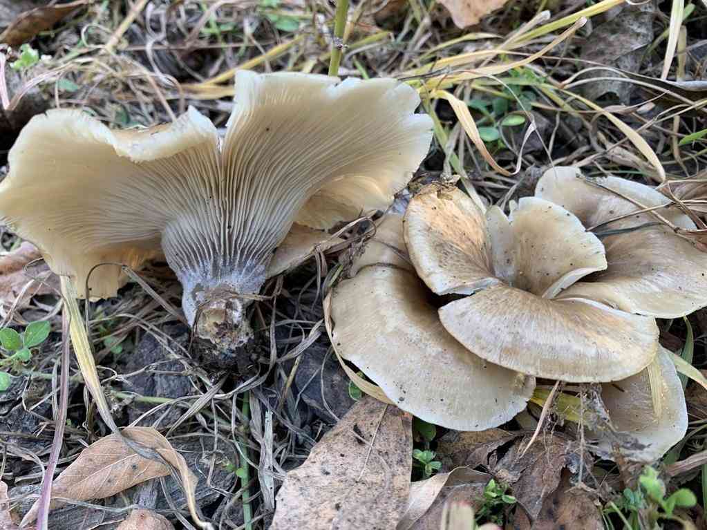 Shoehorn oyster (Hohenbuehelia petaloides) thumbnail 1