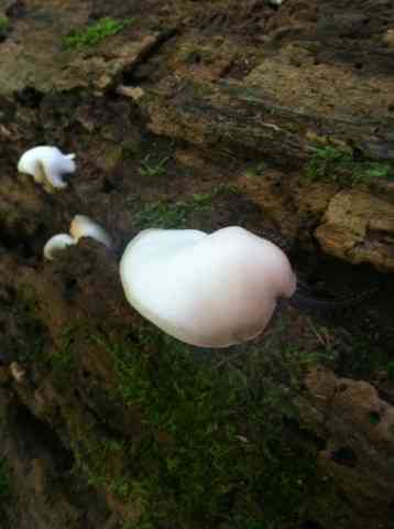 Peeling oysterling (Crepidotus mollis) thumbnail 3