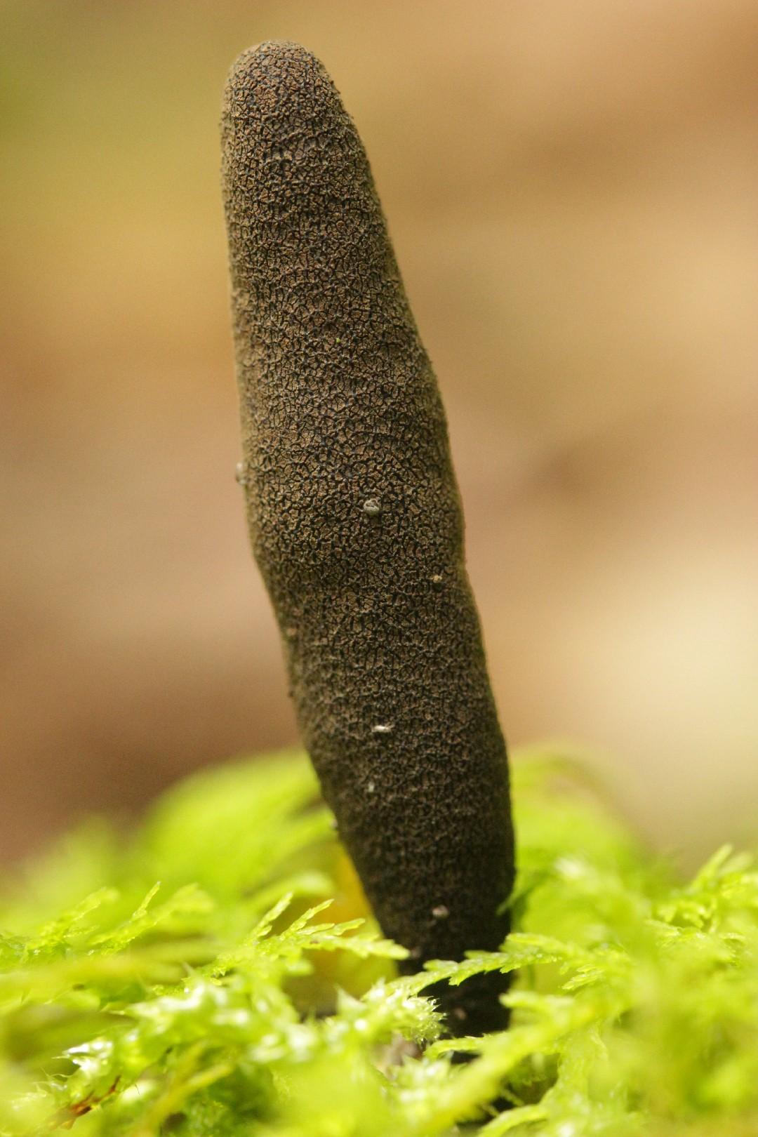 Dead moll's fingers