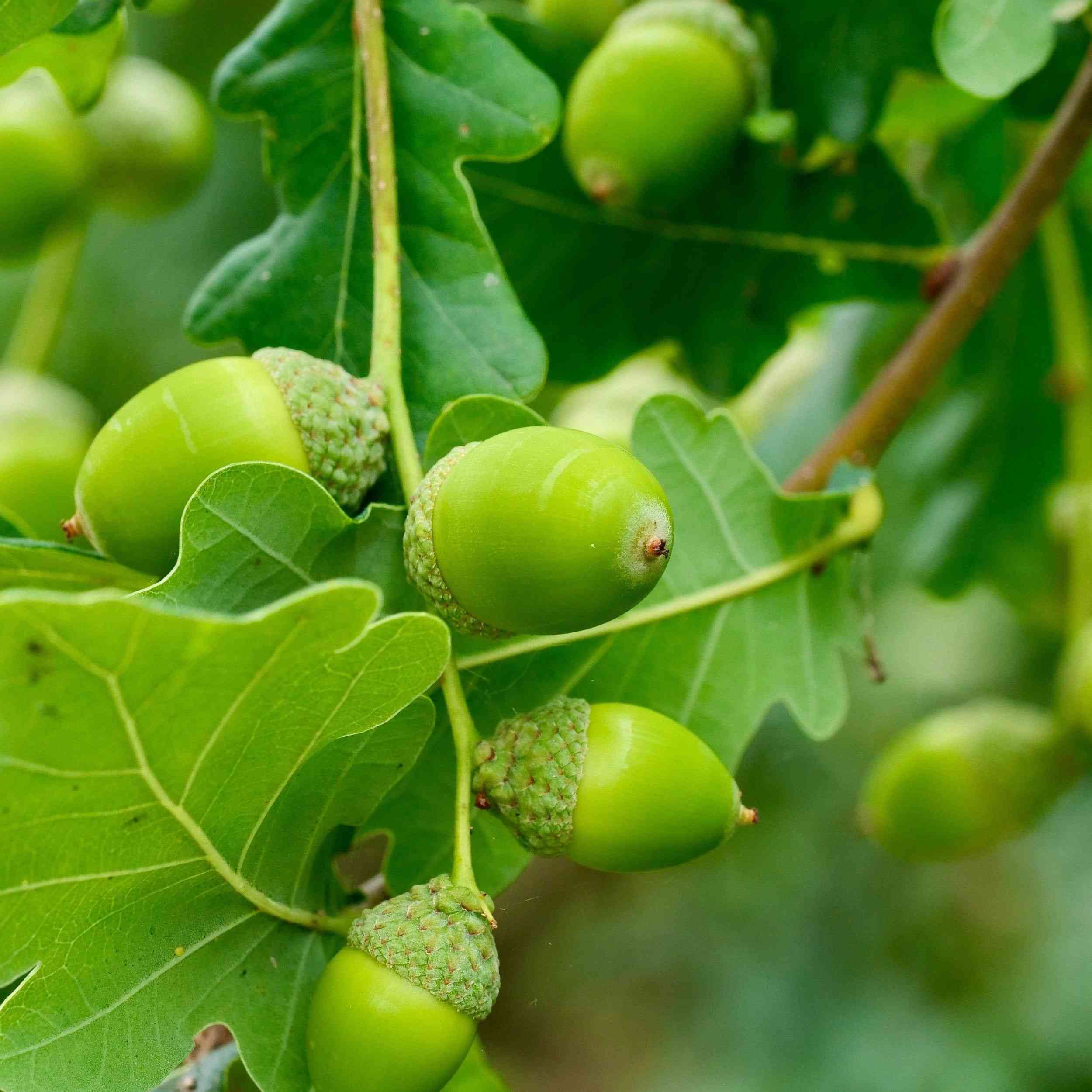 Sessile oak