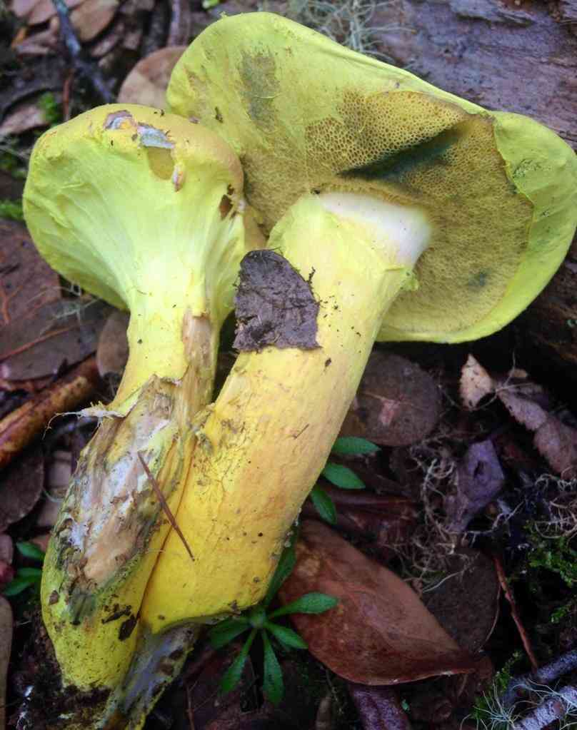 Ravenel's bolete (Pulveroboletus ravenelii) thumbnail 3