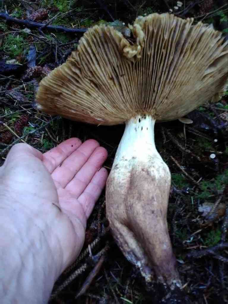 Russula fragrantissima (Russula fragrantissima) thumbnail 3