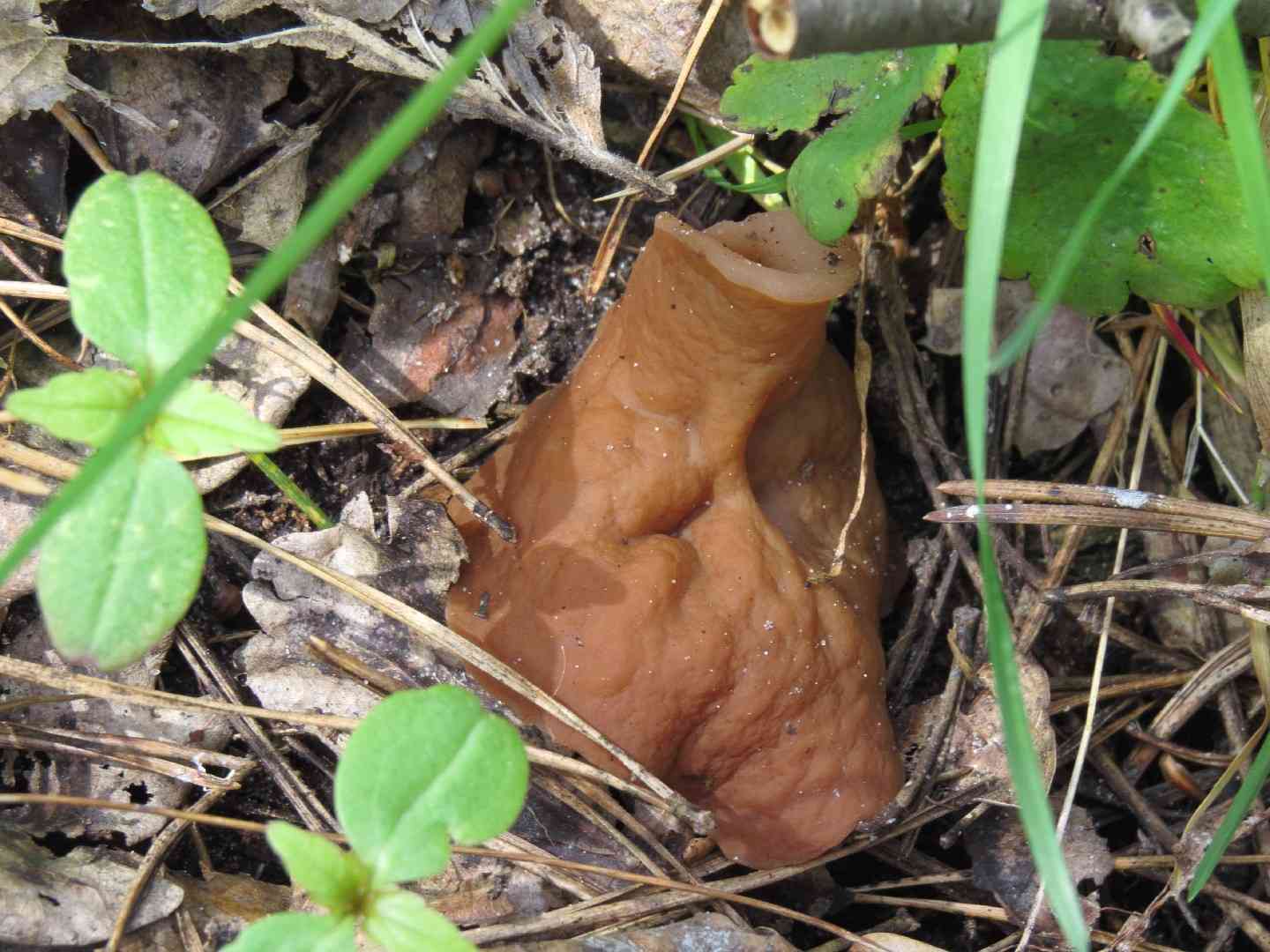 Pig's ears (Discina ancilis) thumbnail 3