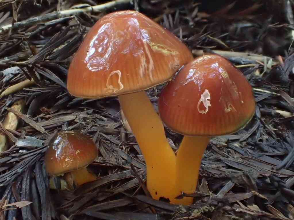 Parrot waxcap (Gliophorus psittacinus) thumbnail 2