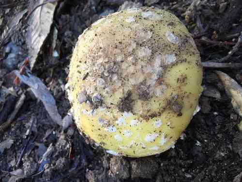 Gemmed amanita (Amanita gemmata) thumbnail 3
