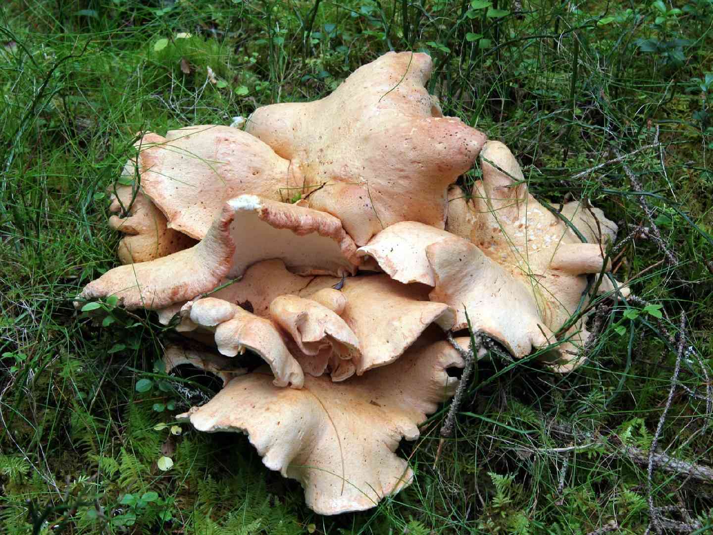 Fused polypore