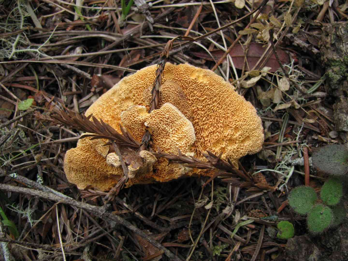 Pycnoporellus fulgens (Pycnoporellus fulgens) thumbnail 3