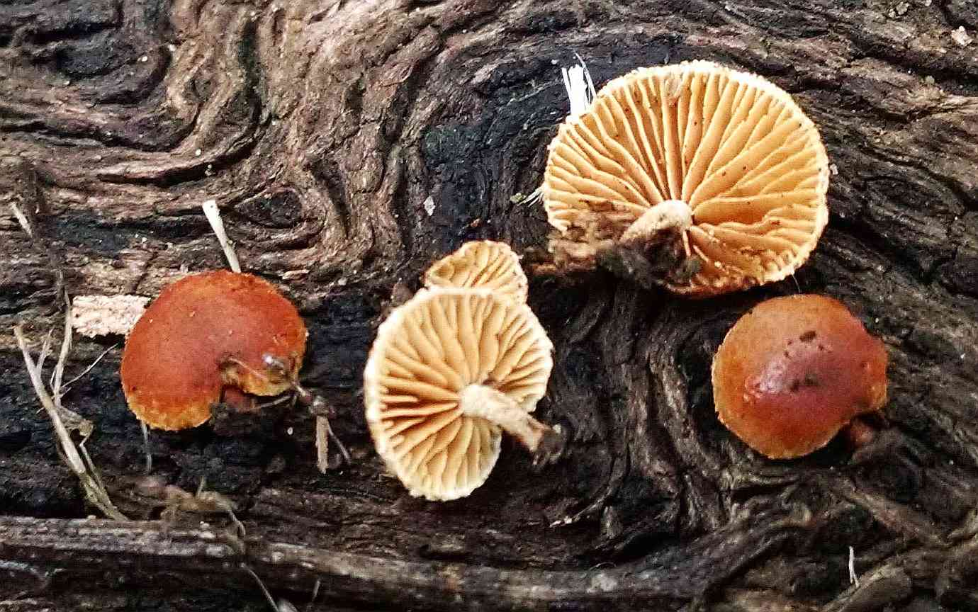 Simocybe haustellaris (Simocybe haustellaris) thumbnail 3