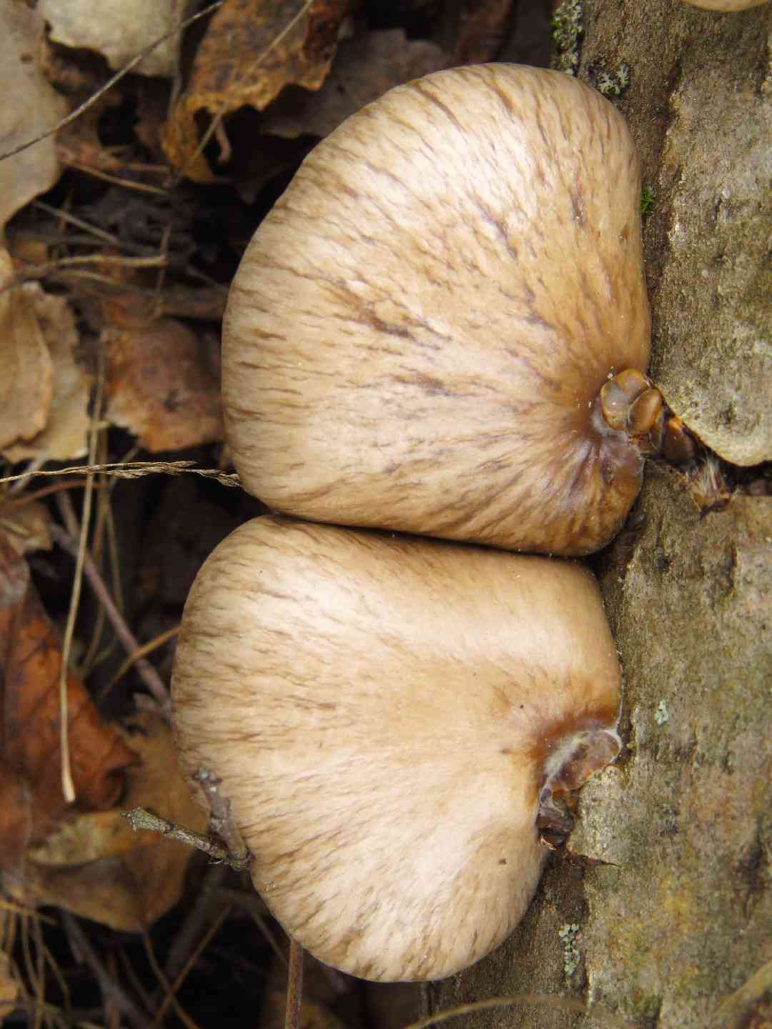 Pleurotus calyptratus (Pleurotus calyptratus) thumbnail 3