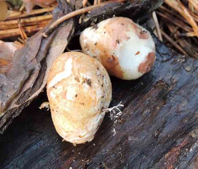 Blushing beard truffle (Rhizopogon roseolus) thumbnail 2