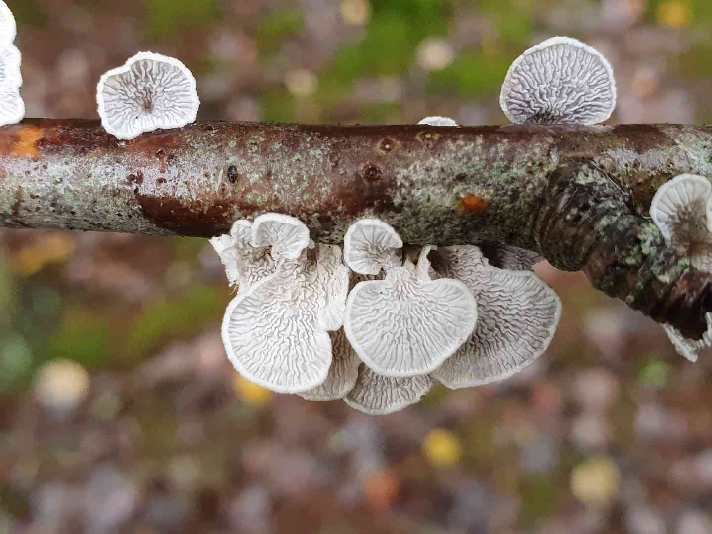 Crimped gill (Plicaturopsis crispa) thumbnail 2