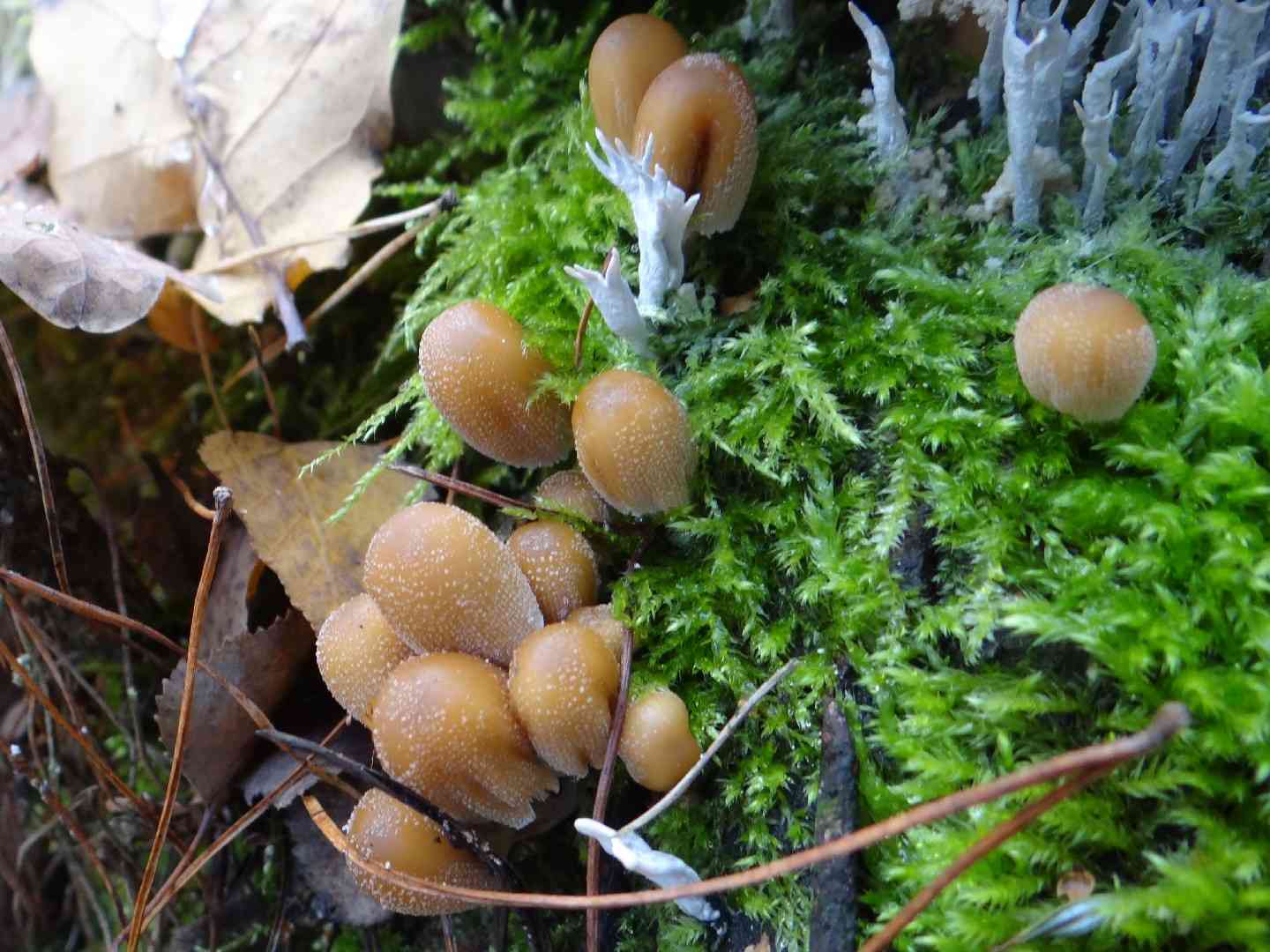 Coprinellus truncorum (Coprinellus truncorum) thumbnail 3