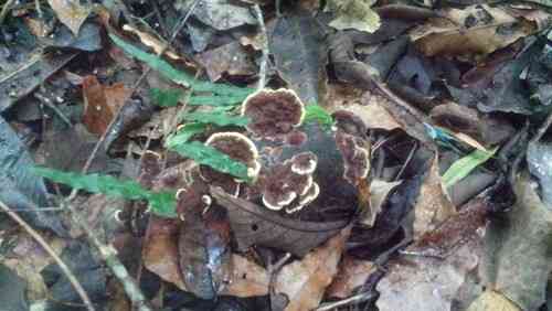 Earliella scabrosa (Earliella scabrosa) thumbnail 2