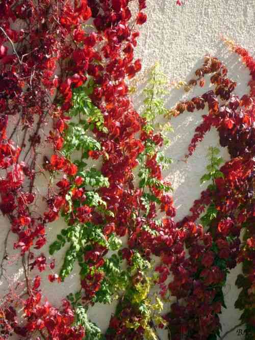 Virginia creeper