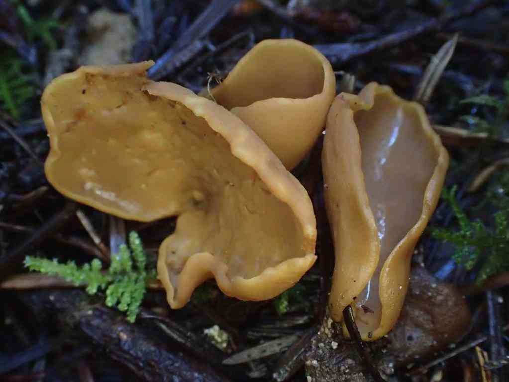 Otidea leporina (Otidea leporina) thumbnail 2