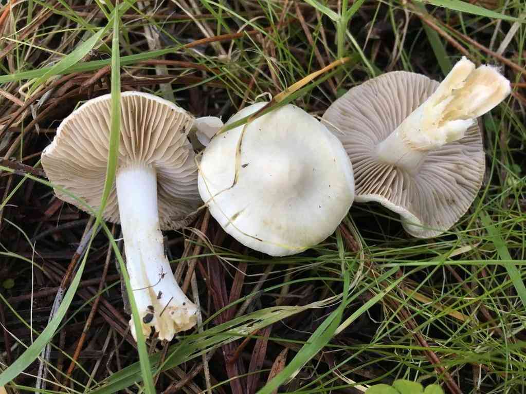 White fibercap (Inocybe geophylla) thumbnail 1