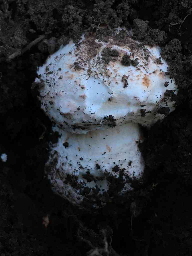 Blusher (Amanita novinupta) thumbnail 2