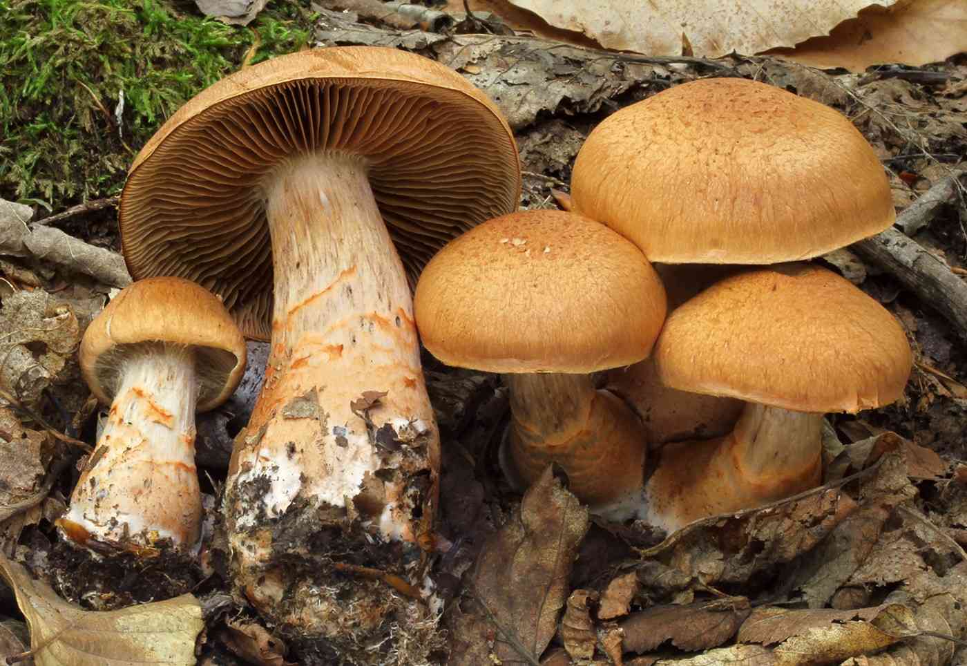 Red-banded cortinarius
