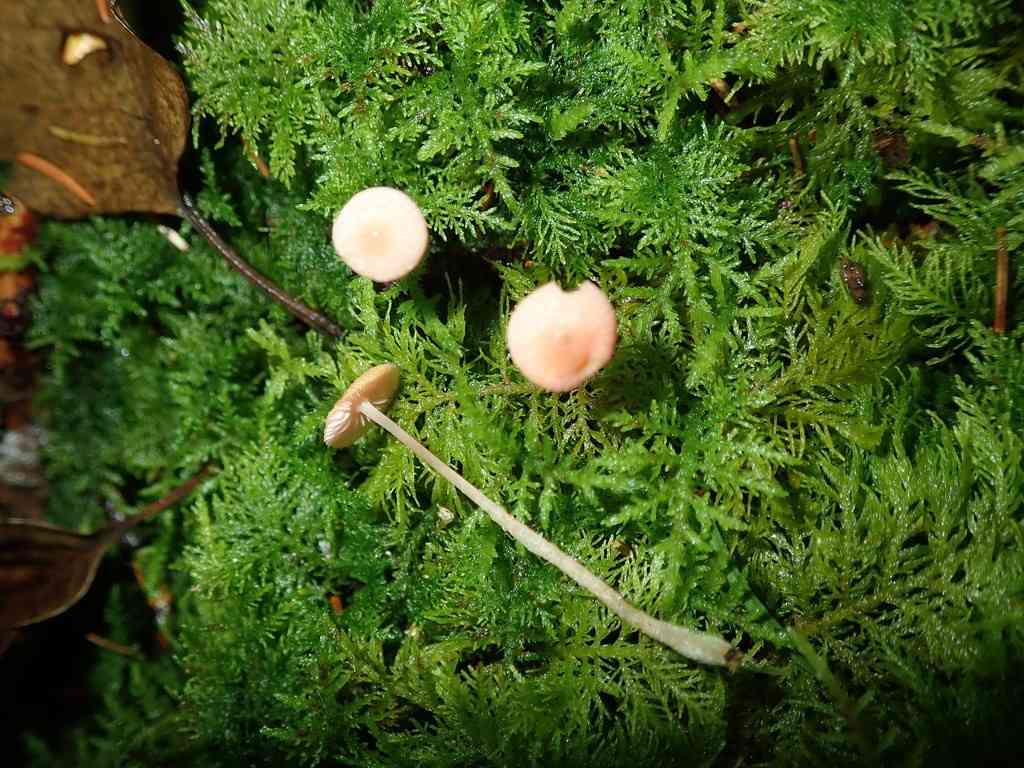 Pink bonnet
