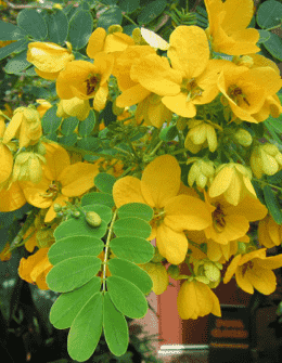 Tipu tree