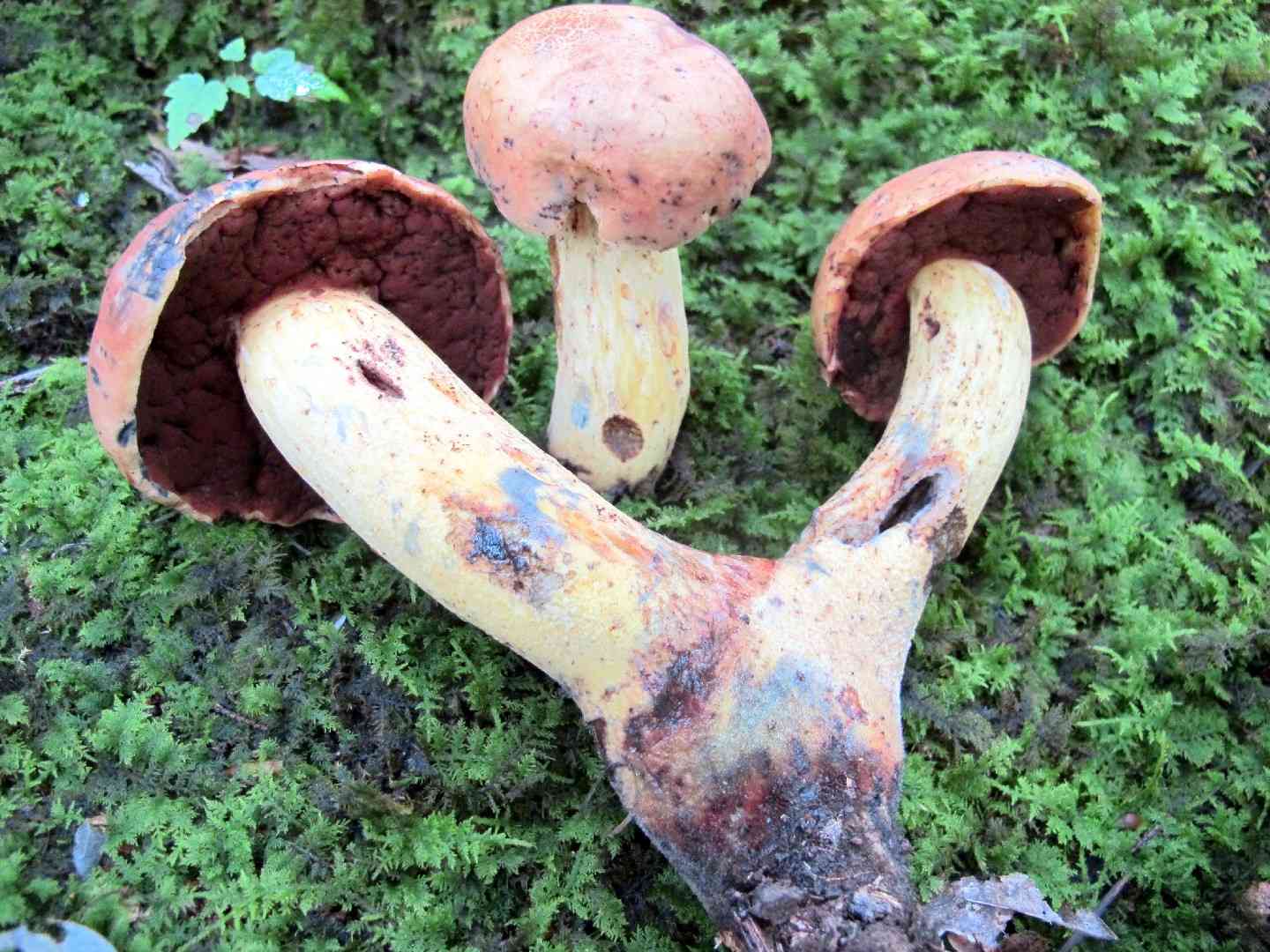Boletus subluridellus (Boletus subluridellus) thumbnail 2