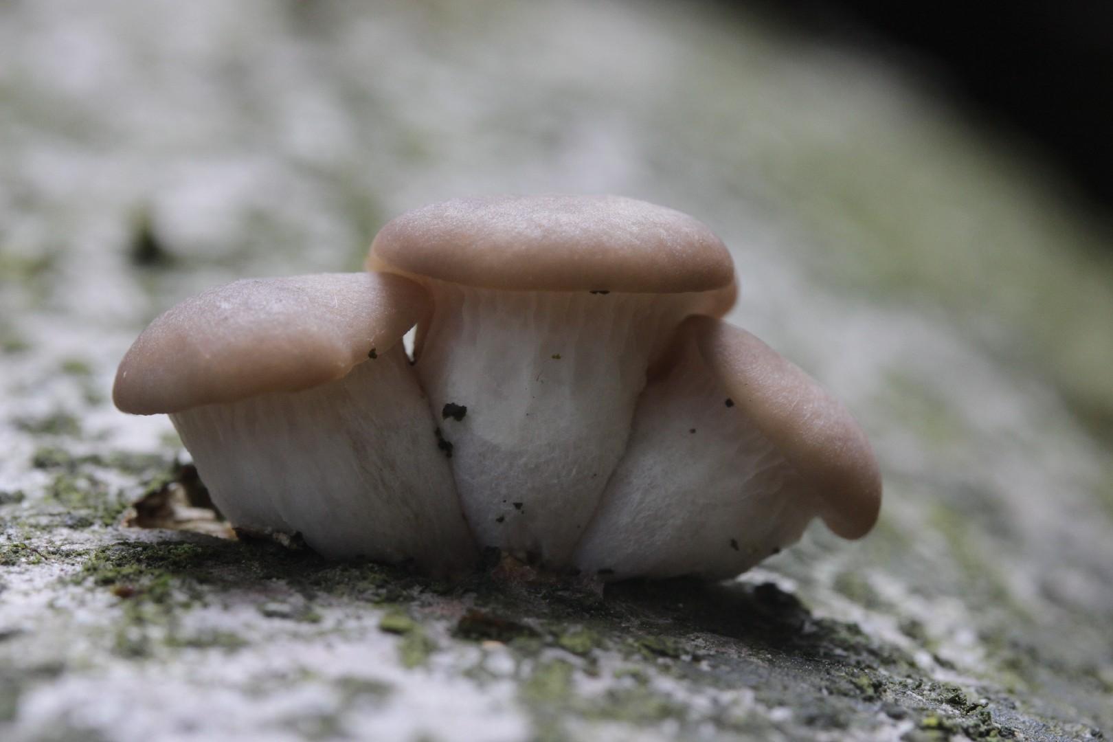 Oyster mushroom thumbnail 3