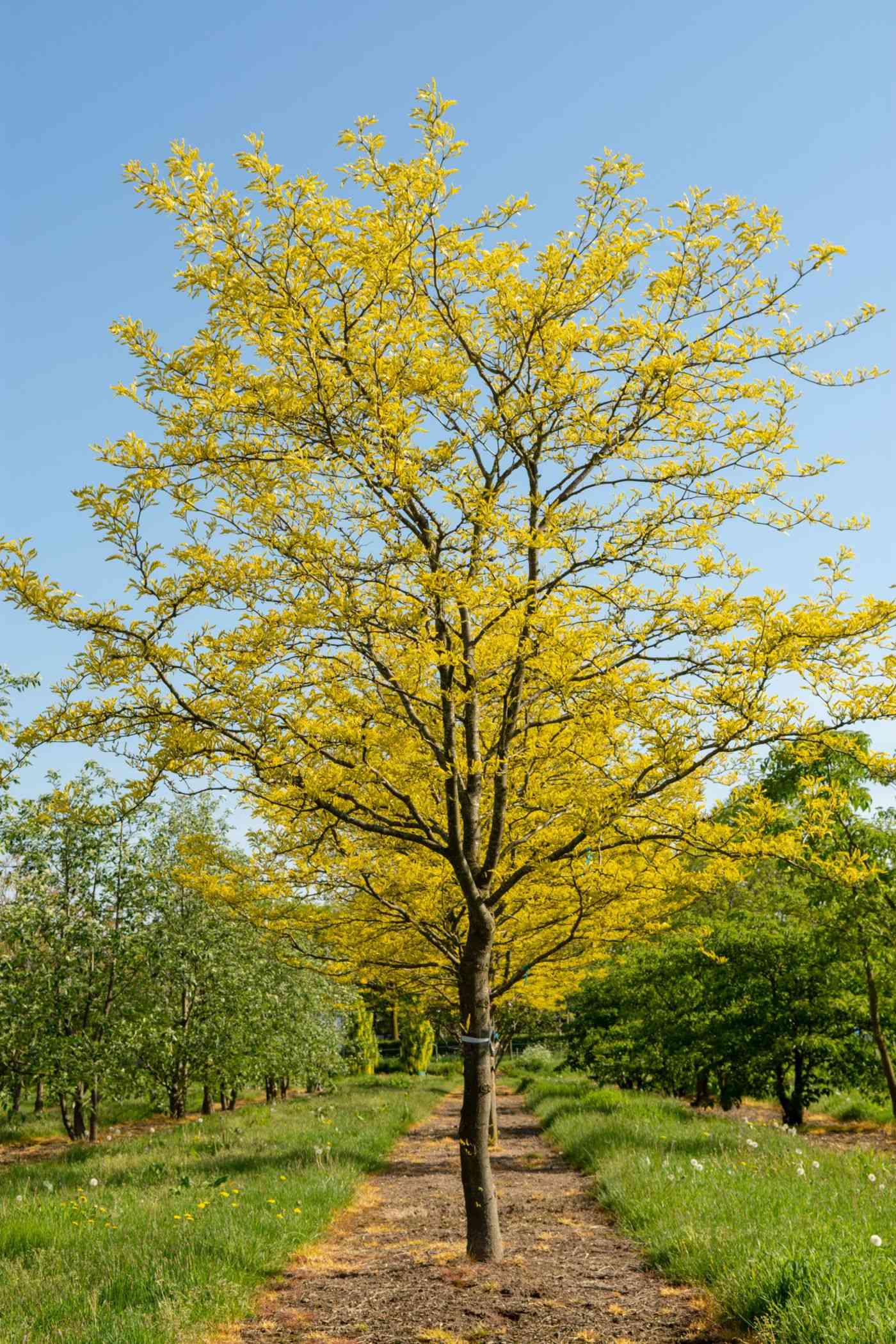 Honey locust