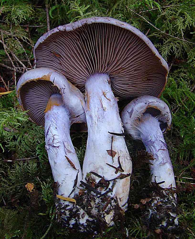 Pearly webcap (Cortinarius alboviolaceus) thumbnail 1
