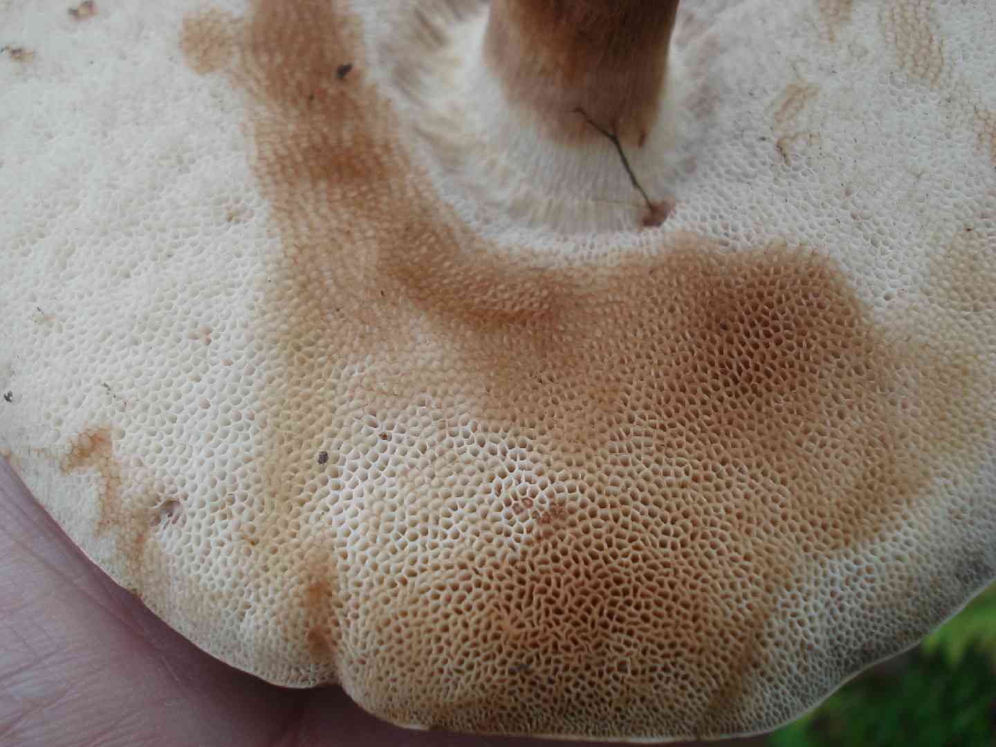 Tylopilus ferrugineus (Tylopilus ferrugineus) thumbnail 2