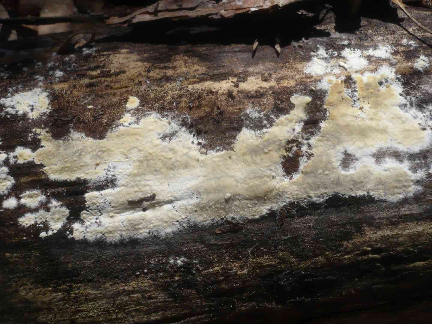 Confluent radulomyces (Radulomyces confluens) thumbnail 2