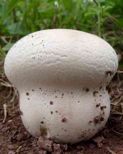 Purple-spored puffball (Calvatia cyathiformis) thumbnail 2