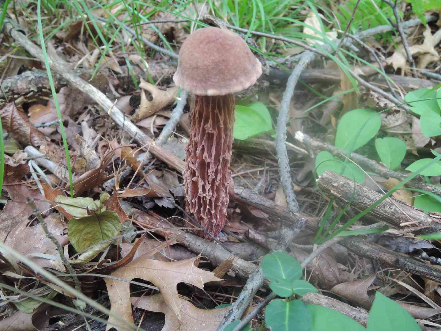 Russell's bolete (Aureoboletus russellii) thumbnail 3