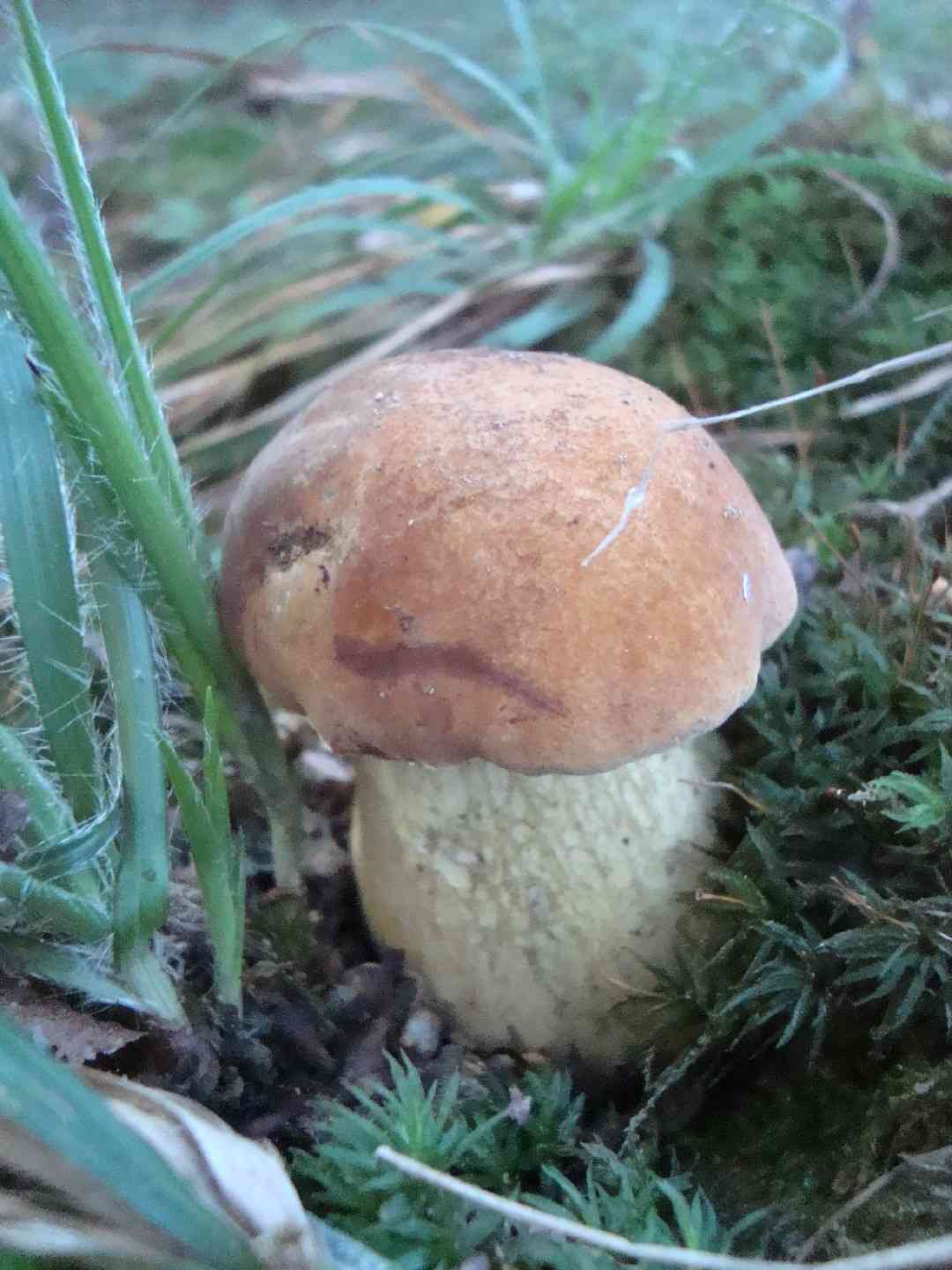 Bitter bolete (Tylopilus felleus) thumbnail 2