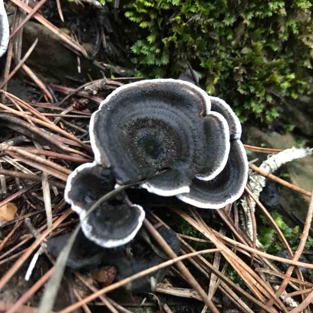 Black tooth (Phellodon niger) thumbnail 1