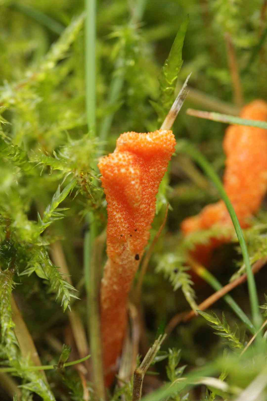 Scarlet caterpillar club (Cordyceps militaris) thumbnail 2