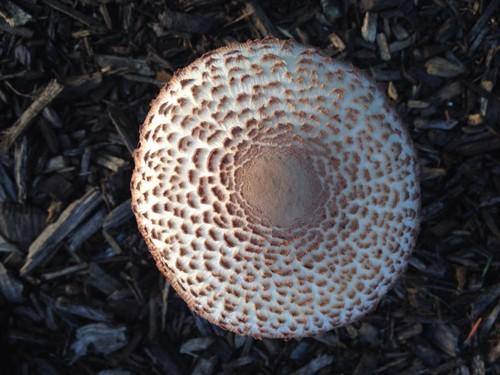 Reddening lepiota thumbnail 2