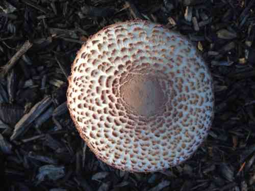 Reddening lepiota (Leucoagaricus americanus) thumbnail 2