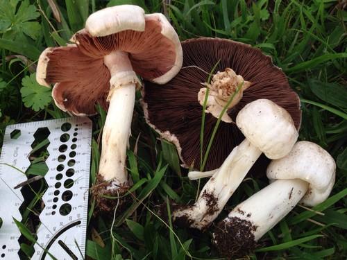 California agaricus thumbnail 3