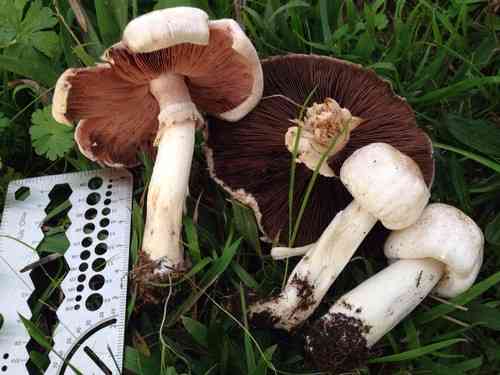 California agaricus (Agaricus californicus) thumbnail 3